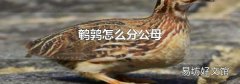 鹌鹑怎么分公母