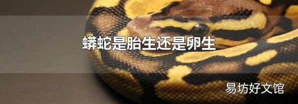 蟒蛇是胎生還是卵生
