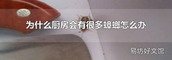 为什么厨房会有很多蟑螂怎么办