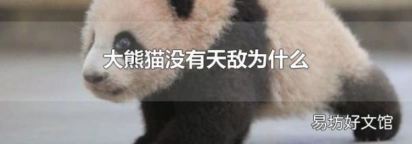 大熊猫没有天敌为什么