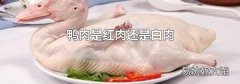 鸭肉是红肉还是白肉