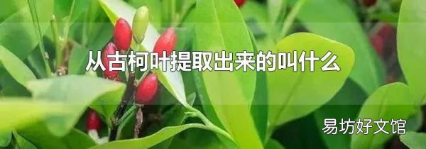 从古柯叶提取出来的叫什么