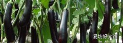 茄子与菌类能同吃吗