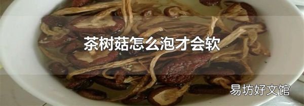 茶樹菇怎么泡才會(huì)軟