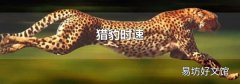 猎豹时速