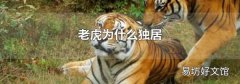 老虎为什么独居
