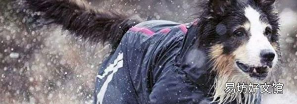 下雨天怎么遛狗