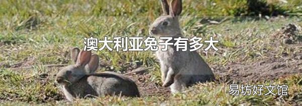 澳大利亚兔子有多大