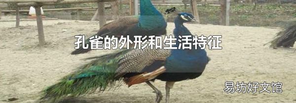 孔雀的外形和生活特征