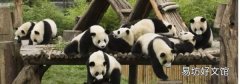 熊猫有攻击性吗