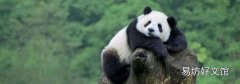熊猫为什么容易吃幼崽
