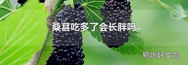 桑葚吃多了会长胖吗