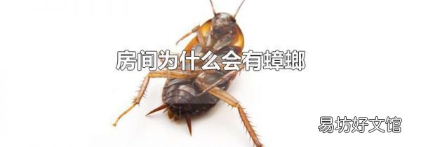 房间为什么会有蟑螂