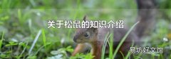 关于松鼠的知识介绍