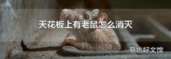 天花板上有老鼠怎么消灭