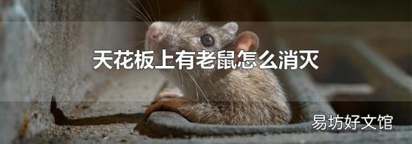 天花板上有老鼠怎么消灭