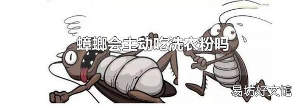 蟑螂会主动吃洗衣粉吗