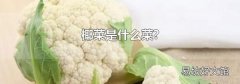 椰菜是什么菜?
