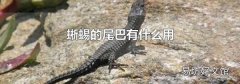 蜥蜴的尾巴有什么用