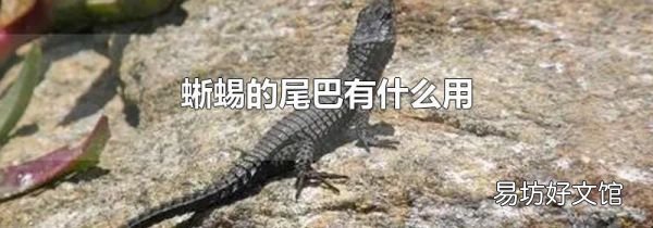 蜥蜴的尾巴有什么用