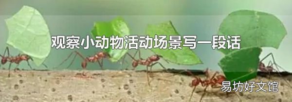 观察小动物活动场景写一段话