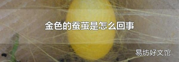 金色的蚕茧是怎么回事