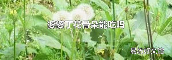 婆婆丁花骨朵能吃嗎