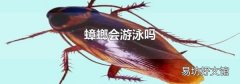 蟑螂会游泳吗