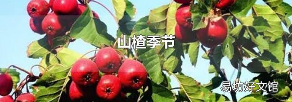 山楂季節(jié)