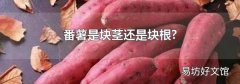 番薯是块茎还是块根?