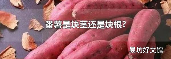 番薯是块茎还是块根?