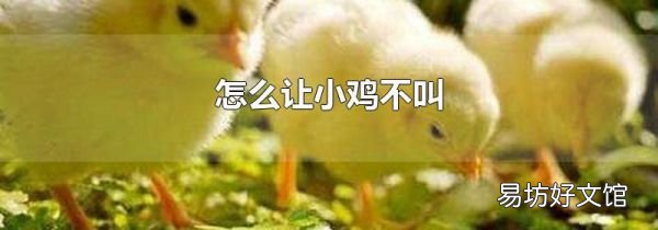 怎么讓小雞不叫