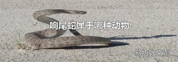 響尾蛇屬于哪種動(dòng)物