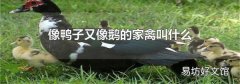 像鸭子又像鹅的家禽叫什么