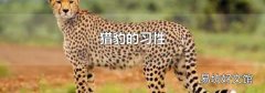 猎豹的习性