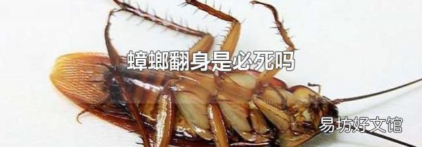 蟑螂翻身是必死吗
