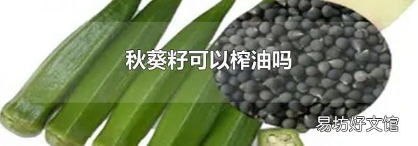 秋葵籽可以榨油嗎