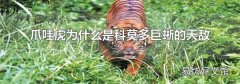 爪哇虎为什么是科莫多巨蜥的天敌