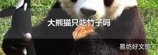 大熊猫只吃竹子吗