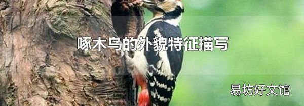 啄木鳥(niǎo)的外貌特征描寫(xiě)
