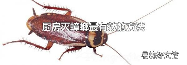厨房灭蟑螂最有效的方法