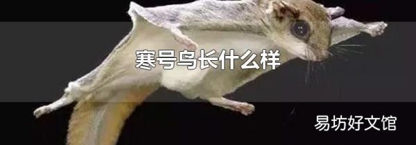 寒号鸟长什么样