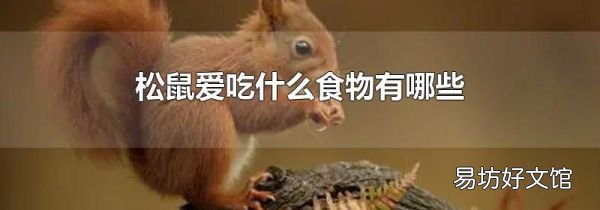 松鼠爱吃什么食物有哪些