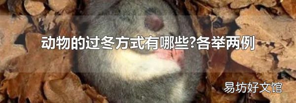 动物的过冬方式有哪些?各举两例
