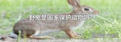 野兔是国家保护动物吗?