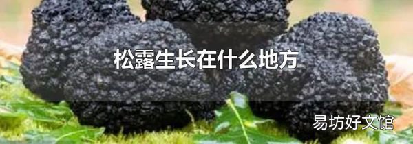 松露生长在什么地方