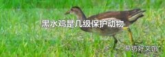 黑水鸡是几级保护动物