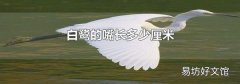 白鹭的嘴长多少厘米