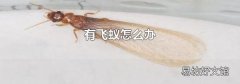 有飞蚁怎么办