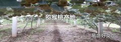 獼猴桃產(chǎn)地
